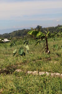 Scenic view of field against sky