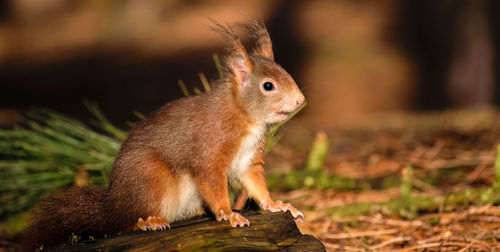 Close-up of squirrel