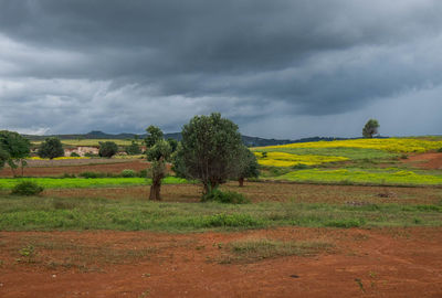 Trees on landscape against dramatic sky