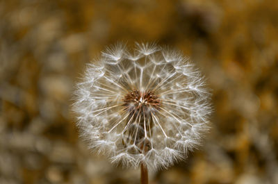 Close-up of dandelion flower