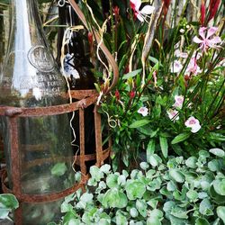 Close-up of potted plant