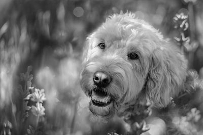 Close-up portrait of dog