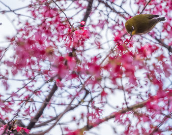 Low angle view of bird perching on tree