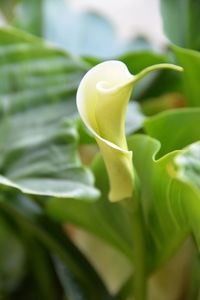 Close-up of flower