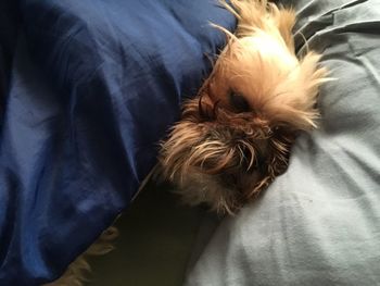 High angle view of dog relaxing on bed at home