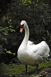 Close-up of swan in lake