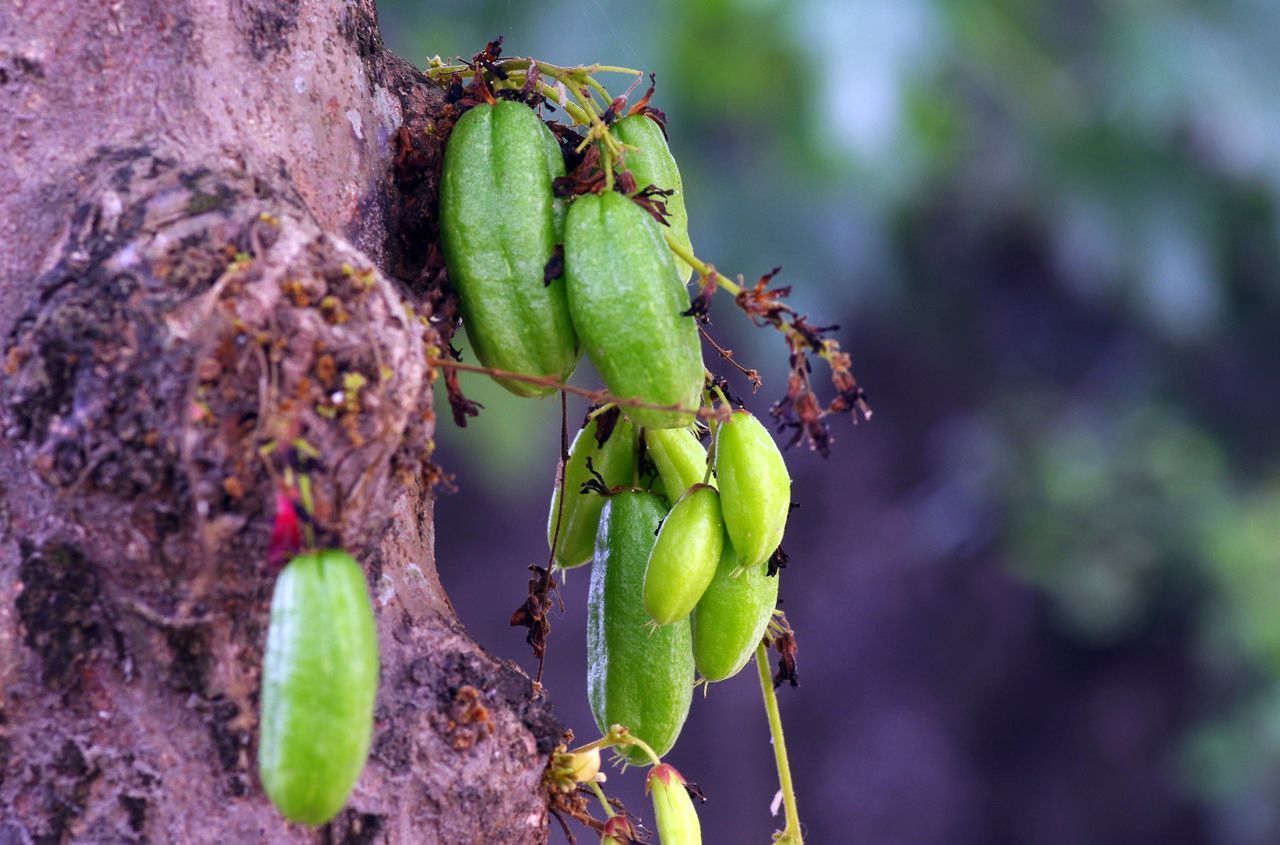 CLOSE-UP OF FRUITS ON TREE TRUNK