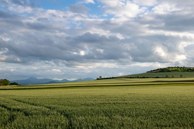 Scenic view of agricultural field against sky