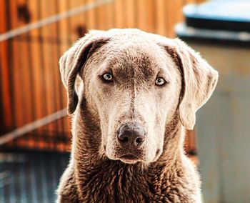 Close-up portrait of dog looking at camera