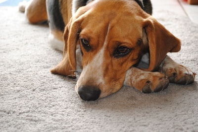 Close-up of dog resting