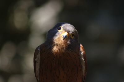 Close-up of kestrel