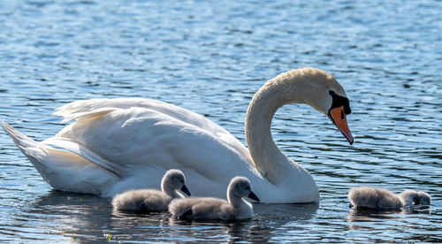 Swans swimming in lake