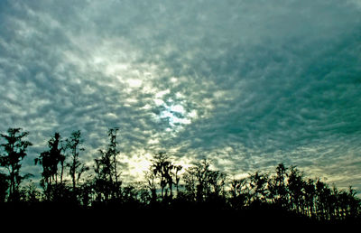 Low angle view of silhouette trees against sky