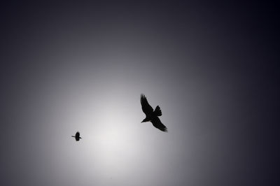 Low angle view of silhouette bird flying against clear sky