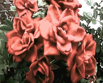 Close-up of red flowers