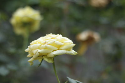 Close-up of white flowering plant