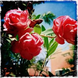 Close-up of red flowers