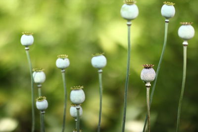 Close-up of insect on flower plant