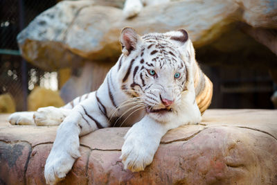 Close-up portrait of tiger relaxing outdoors