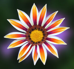 Close-up of orange flower blooming outdoors