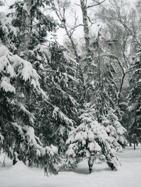 Snow covered pine trees in forest