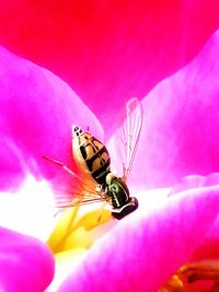 Close-up of insect on pink flower