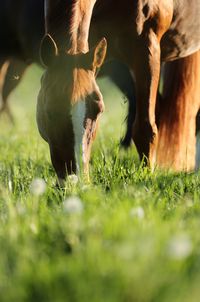 View of cow grazing in field