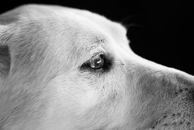 Close-up of labrador retriever looking away