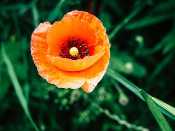Close-up of orange flower