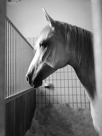 Close-up of horse