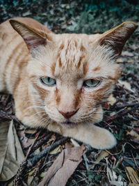 Close-up portrait of cat on field