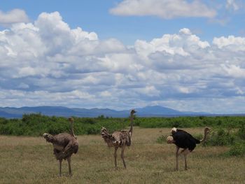 Sheep standing on field against sky