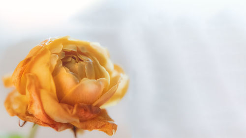 Close-up of yellow rose flower