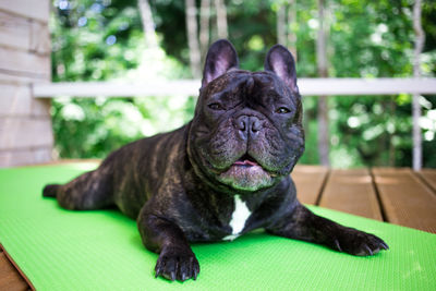 French bulldog resting outdoors in summer, on the yoga mat, terrace