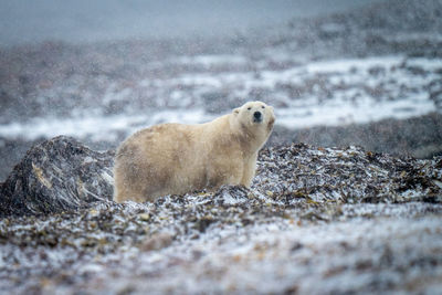 Polar bear stands eyeing camera in snow