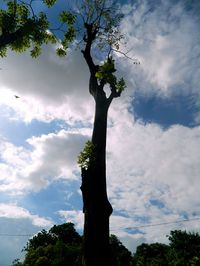 Low angle view of trees against cloudy sky
