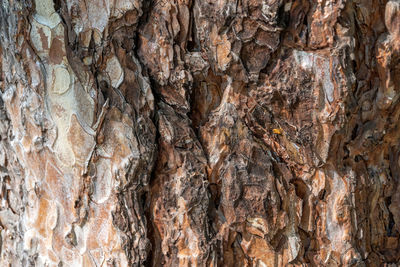 Full frame shot of tree trunk