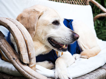 Close-up of dog sitting on sofa at home