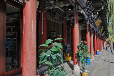 Potted plants outside building