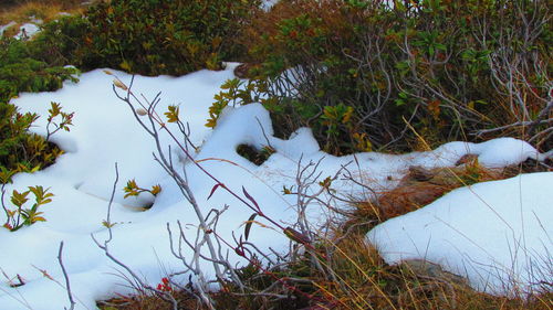 Close-up of plants against calm lake