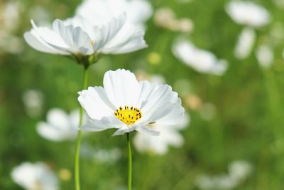 Close-up of insect on white flower