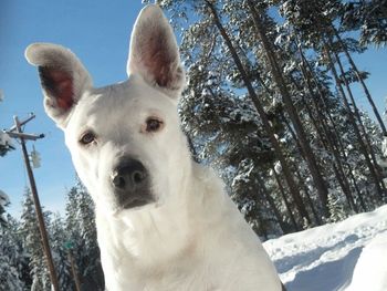 Portrait of a dog