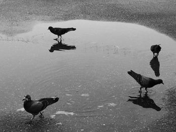 High angle view of pigeons in puddle on street