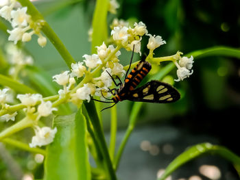 Close-up of butterfly pollinating on flower