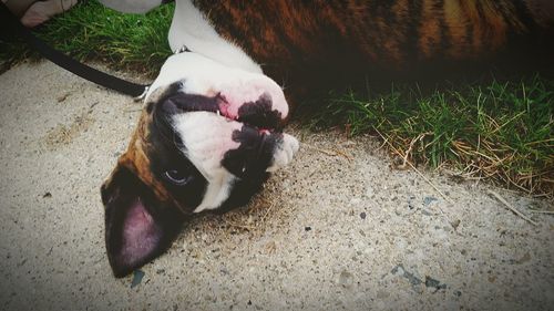 High angle view of dog lying on field