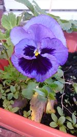 Close-up of purple flower pot