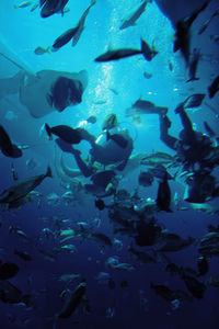 Fish swimming in aquarium