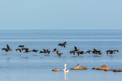 Flock of birds in sea against clear sky