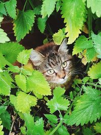 Portrait of cat on plant