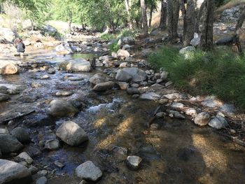 Stream flowing through forest